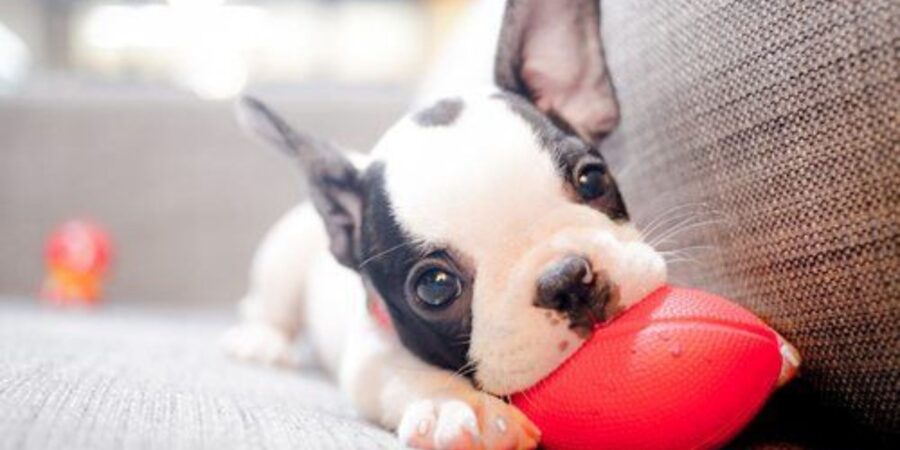 Puppy therapy