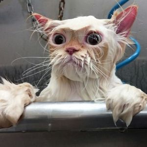 I will help you wash your cat