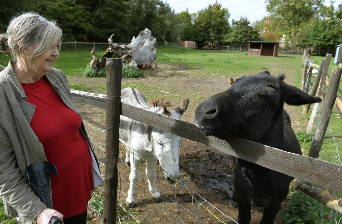 Dedham Therapy Farm
