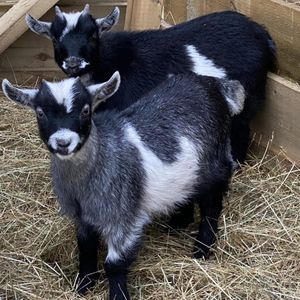 Goat Walking Experience