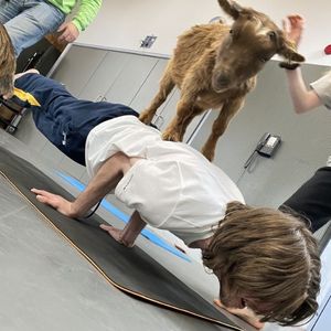 Goga – goat yoga in Hampshire