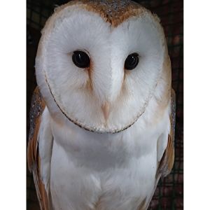 Animal Encounters with the Petsman