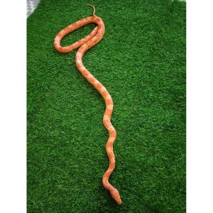 Animal Encounters with the Petsman