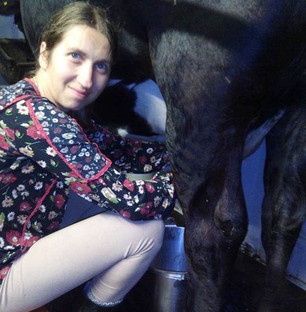 Cow feeding and hand milking