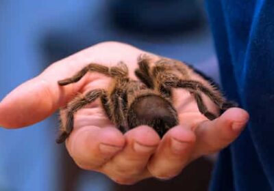 arachnophobia-1_tx7d8_752742863