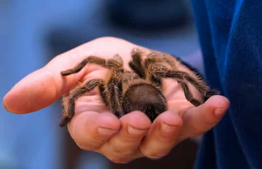 Spider Phobia Course