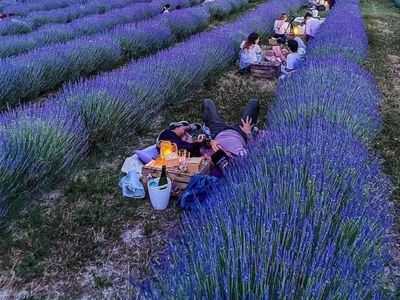 Dinner in the lavender field