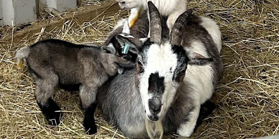 Goat Therapy