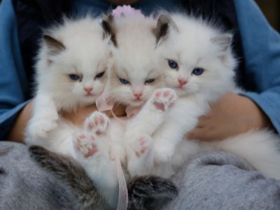 Kitten kingdom – 15 min