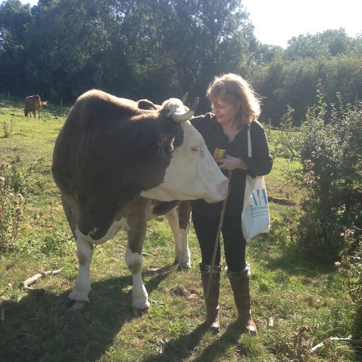 Cow cuddling and brushing