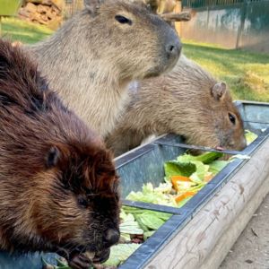 Beaver & Capybara Close Encounter
