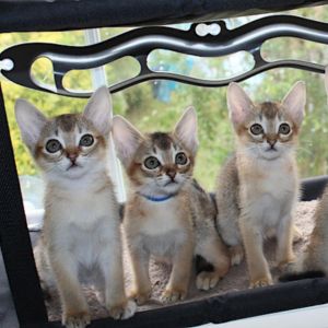 Cat therapy – cuddles with cats – Saturday, 9 September