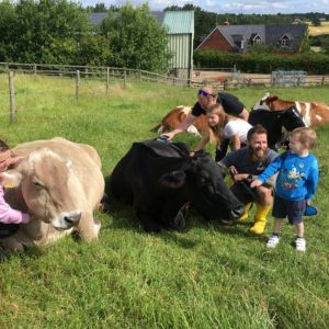 COW CUDDLING & BRUSHING