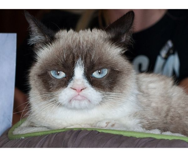 I will tell you about cat emotions