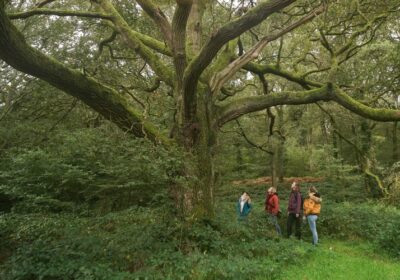 tansy-jane-dowman-forest-bathing-experiences-kent-surrey-visit-kent-ancient-woodland-connect-with-nature-certified-guide-events-medium-size_9f6wl_1726933658