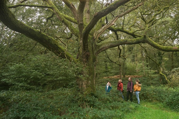 Forest Bathing