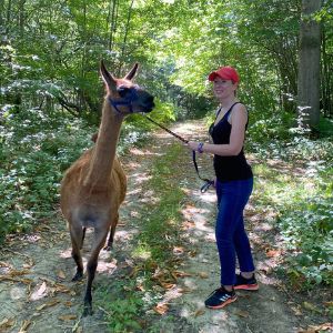 Walk with Llamas