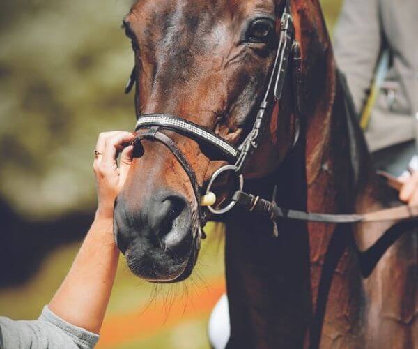 3 hours with my Horse