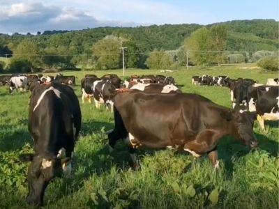 Spend time with cows after milking