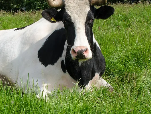 Cow cuddling