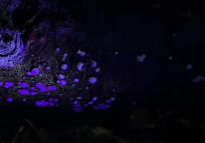 UV-crust-fungus