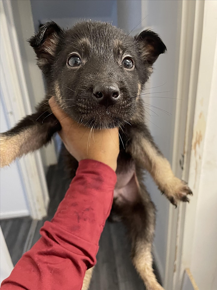 Puppy therapy