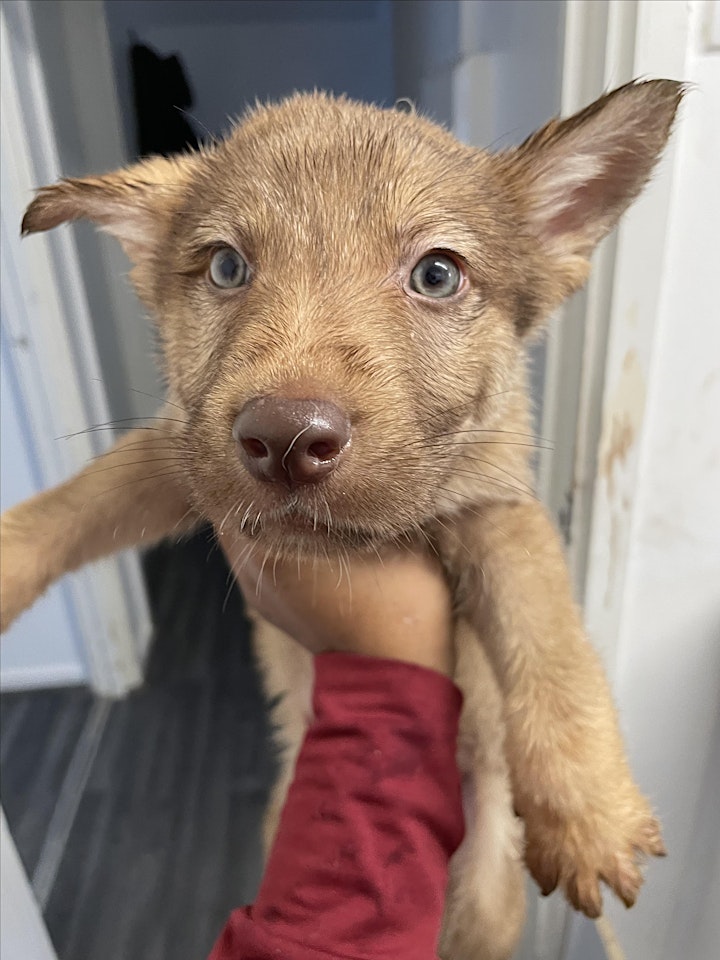 Puppy therapy