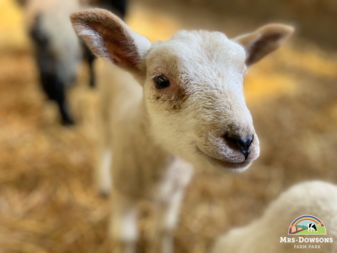 Goat yoga – smiles, goat selfies and warm cuddles