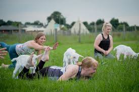 Goat yoga – smiles, goat selfies and warm cuddles