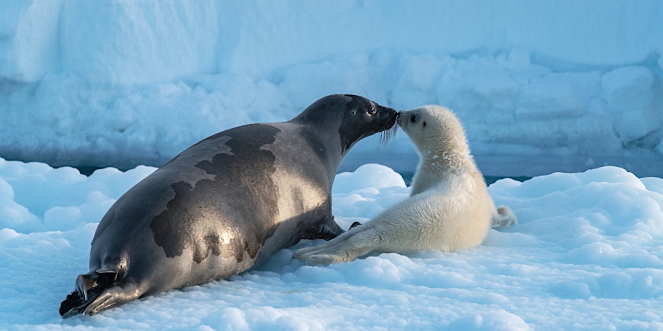 ARCTIC: Our Frozen Planet – Sensory Screening