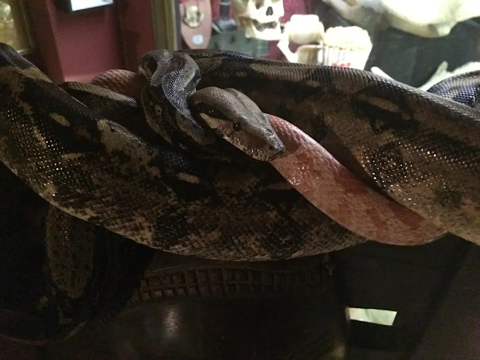 Menagerie in The Museum – a Petting Zoo